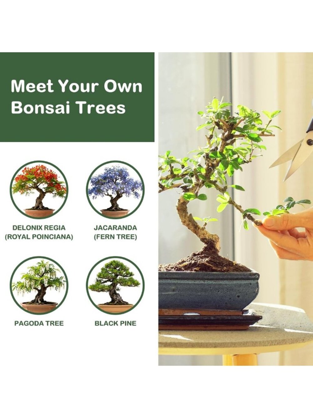 Complete Bonsai Tree Growing Kit - Perfect Gardening Gift for Plant Lovers - Picture 4 of 8